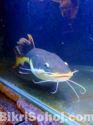 Amazon red tail catfish 20 inch size